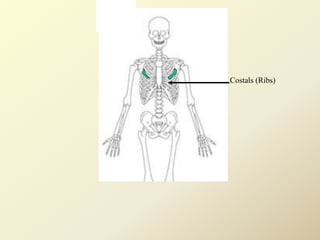 Costals (Ribs)
 