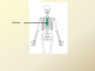 Sternum
 