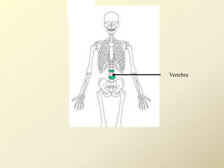 Vertebra
 