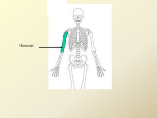 Humerus
 