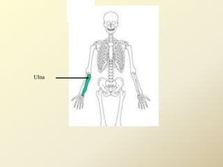 Ulna
 