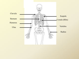 Sternum
Clavicle
Scapula
Costals (Ribs)
Humerus
VertebraUlna
Radius
 