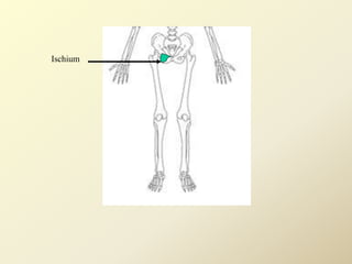 Ischium
 