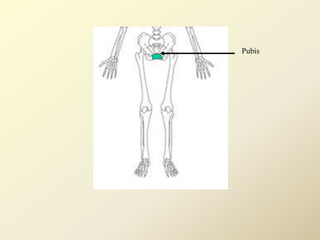 Pubis
 