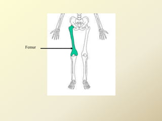 Femur
 