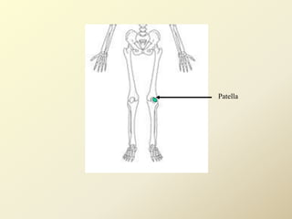 Patella
 
