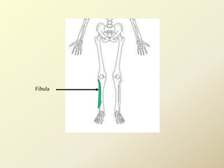 Fibula
 