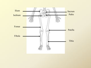 Ilium
Ischium
Femur
Fibula
Sacrum
Pubis
Patella
Tibia
 