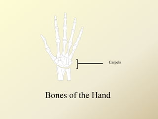 Carpels
Bones of the Hand
 