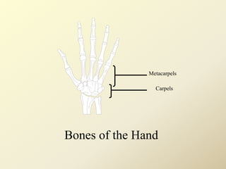 Metacarpels
Carpels
Bones of the Hand
 