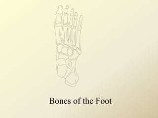 Bones of the Foot
 