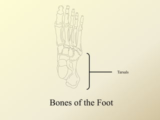 Bones of the Foot
Tarsals
 