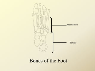 Bones of the Foot
Metatarsals
Tarsals
 