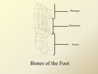 Bones of the Foot
Phalanges
Metatarsals
Tarsals
 