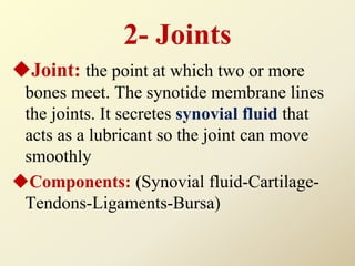 2- Joints
Joint: the point at which two or more
bones meet. The synotide membrane lines
the joints. It secretes synovial fluid that
acts as a lubricant so the joint can move
smoothly
Components: (Synovial fluid-Cartilage-
Tendons-Ligaments-Bursa)
 