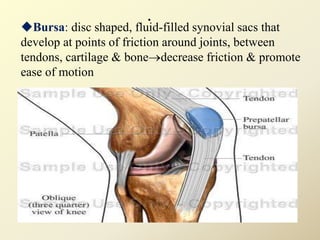 .
Bursa: disc shaped, fluid-filled synovial sacs that
develop at points of friction around joints, between
tendons, cartilage & bonedecrease friction & promote
ease of motion
 