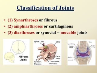 Classification of Joints
• (1) Synarthroses or fibrous
• (2) amphiarthroses or cartilaginous
• (3) diarthroses or synovial = movable joints
 
