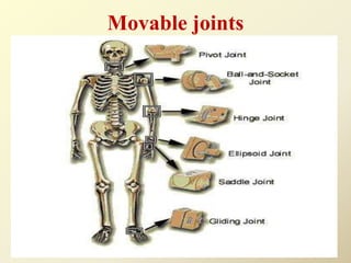Movable joints
 