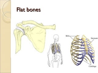 Musculoskeletal assessment | PPT
