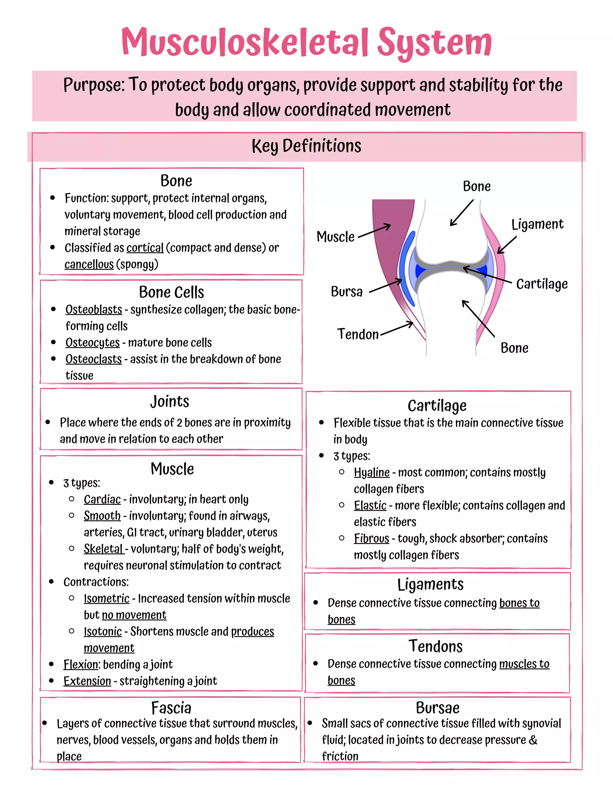 Musculoskeletal Etsy Pdf