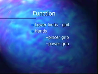 Function
 Lower limbs - gait
 Hands
–pincer grip
–power grip
 