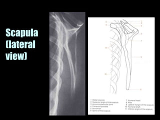 Musculoskeletal Imaging 09
