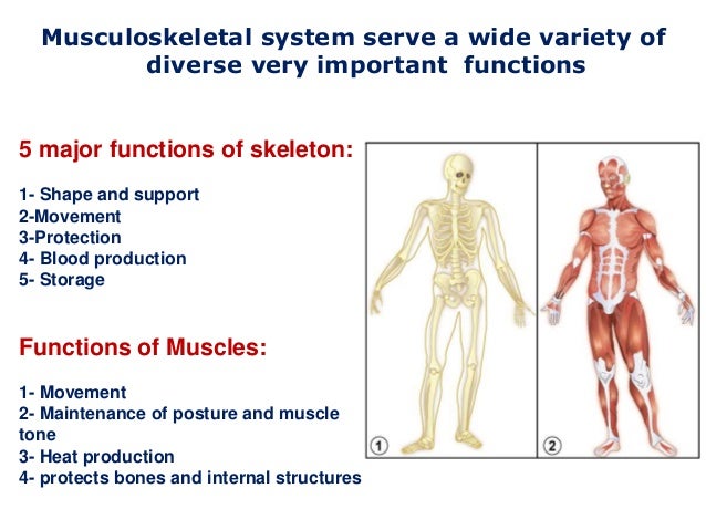 Musculoskeletal manifestations of diabetes mellitus