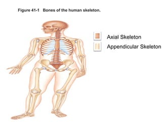 Figure 41-1 Bones of the human skeleton.
Axial Skeleton
Appendicular Skeleton
 