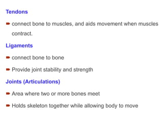 Tendons
 connect bone to muscles, and aids movement when muscles
contract.
Ligaments
 connect bone to bone
 Provide joint stability and strength
Joints (Articulations)
 Area where two or more bones meet
 Holds skeleton together while allowing body to move
 