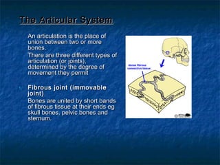 The Articular SystemThe Articular System
An articulation is the place ofAn articulation is the place of
union between two or moreunion between two or more
bones.bones.
There are three different types ofThere are three different types of
articulation (or joints),articulation (or joints),
determined by the degree ofdetermined by the degree of
movement they permitmovement they permit
1.1. Fibrous joint (immovableFibrous joint (immovable
joint)joint)
Bones are united by short bandsBones are united by short bands
of fibrous tissue at their ends egof fibrous tissue at their ends eg
skull bones, pelvic bones andskull bones, pelvic bones and
sternum.sternum.
 
