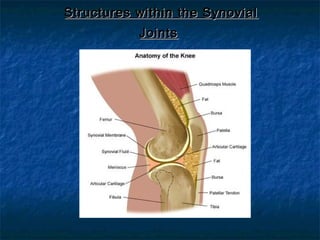 Structures within the SynovialStructures within the Synovial
JointsJoints
 