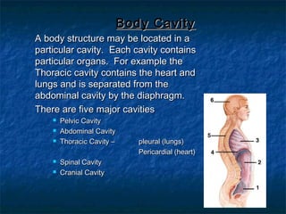 Body CavityBody Cavity
A body structure may be located in aA body structure may be located in a
particular cavity. Each cavity containsparticular cavity. Each cavity contains
particular organs. For example theparticular organs. For example the
Thoracic cavity contains the heart andThoracic cavity contains the heart and
lungs and is separated from thelungs and is separated from the
abdominal cavity by the diaphragm.abdominal cavity by the diaphragm.
There are five major cavitiesThere are five major cavities
 Pelvic CavityPelvic Cavity
 Abdominal CavityAbdominal Cavity
 Thoracic Cavity –Thoracic Cavity – pleural (lungs)pleural (lungs)
Pericardial (heart)Pericardial (heart)
 Spinal CavitySpinal Cavity
 Cranial CavityCranial Cavity
 