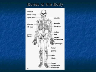 Bones of the BodyBones of the Body
 