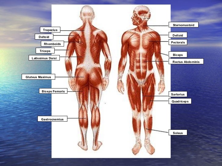 Musculoskeletal system