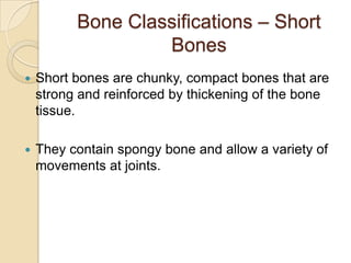 Bone Classifications – Short
                   Bones
   Short bones are chunky, compact bones that are
    strong and reinforced by thickening of the bone
    tissue.

   They contain spongy bone and allow a variety of
    movements at joints.
 