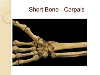 Short Bone - Carpals
 
