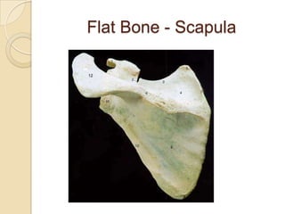 Flat Bone - Scapula
 