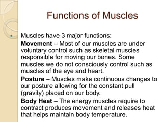 Functions of Muscles
   Muscles have 3 major functions:
    Movement – Most of our muscles are under
    voluntary control such as skeletal muscles
    responsible for moving our bones. Some
    muscles we do not consciously control such as
    muscles of the eye and heart.
    Posture – Muscles make continuous changes to
    our posture allowing for the constant pull
    (gravity) placed on our body.
    Body Heat – The energy muscles require to
    contract produces movement and releases heat
    that helps maintain body temperature.
 