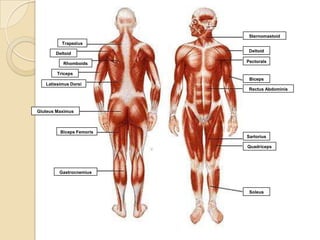 Sternomastoid
          Trapezius
                           Deltoid
       Deltoid

          Rhomboids       Pectorals

        Triceps
                           Biceps
   Latissimus Dorsi
                           Rectus Abdominis




Gluteus Maximus



         Biceps Femoris
                          Sartorius

                          Quadriceps




         Gastrocnemius



                           Soleus
 
