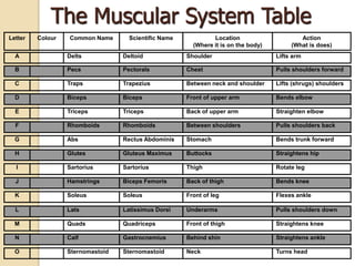 The Muscular System Table
Letter   Colour   Common Name       Scientific Name            Location                     Action
                                                        (Where it is on the body)        (What is does)
  A               Delts           Deltoid             Shoulder                      Lifts arm

  B               Pecs            Pectorals           Chest                         Pulls shoulders forward

  C               Traps           Trapezius           Between neck and shoulder     Lifts (shrugs) shoulders

  D               Biceps          Biceps              Front of upper arm            Bends elbow

  E               Triceps         Triceps             Back of upper arm             Straighten elbow

  F               Rhomboids       Rhomboids           Between shoulders             Pulls shoulders back

  G               Abs             Rectus Abdominis    Stomach                       Bends trunk forward

  H               Glutes          Gluteus Maximus     Buttocks                      Straightens hip

  I               Sartorius       Sartorius           Thigh                         Rotate leg

  J               Hamstrings      Biceps Femoris      Back of thigh                 Bends knee

  K               Soleus          Soleus              Front of leg                  Flexes ankle

  L               Lats            Latissimus Dorsi    Underarms                     Pulls shoulders down

  M               Quads           Quadriceps          Front of thigh                Straightens knee

  N               Calf            Gastrocnemius       Behind shin                   Straightens ankle

  O               Sternomastoid   Sternomastoid       Neck                          Turns head
 