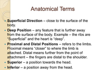 Anatomical Terms

   Superficial Direction – close to the surface of the
    body.
   Deep Position – any feature that is further away
    from the surface of the body. Example – the ribs are
    “Superficial” and the heart is “deep”.
   Proximal and Distal Positions – refers to the limbs.
    Proximal means “closer” to where the limb is
    attached. Distal means further from the point of
    attachment – the fingers are distal to the shoulder.
   Superior – a position towards the head.
   Inferior – a position away from the head.
 