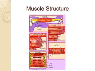 Muscle Structure
 