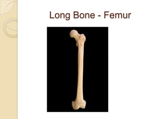Long Bone - Femur
 