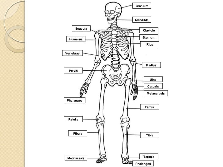 Musculoskeletal system