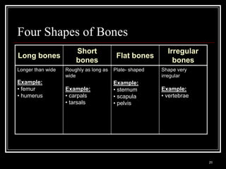 Four Shapes of Bones
                                   Short                                    Irregular
Long bones                                                 Flat bones
                                   bones                                      bones
Longer than wide            Roughly as long as            Plate- shaped   Shape very
                            wide                                          irregular
Example:                                                  Example:
• femur                     Example:                      • sternum       Example:
• humerus                   • carpals                     • scapula       • vertebrae
                            • tarsals                     • pelvis




 Medical Terminology: A Living Language, Fourth Edition
                                                                                        20
 Bonnie F. Fremgen and Suzanne S. Frucht
 