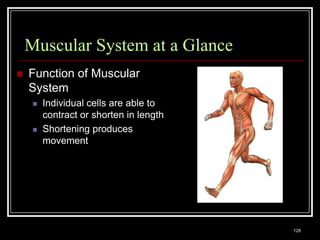 Muscular System at a Glance
   Function of Muscular
    System
        Individual cells are able to
         contract or shorten in length
        Shortening produces
         movement




    Medical Terminology: A Living Language, Fourth Edition
                                                             128
    Bonnie F. Fremgen and Suzanne S. Frucht
 