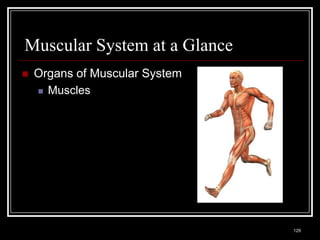 Muscular System at a Glance
    Organs of Muscular System
      Muscles




    Medical Terminology: A Living Language, Fourth Edition
                                                             129
    Bonnie F. Fremgen and Suzanne S. Frucht
 