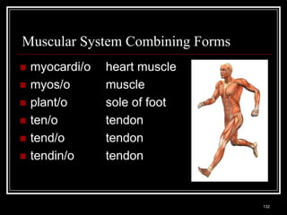 Muscular System Combining Forms
    myocardi/o                            heart muscle
    myos/o                                muscle
    plant/o                               sole of foot
    ten/o                                 tendon
    tend/o                                tendon
    tendin/o                              tendon


    Medical Terminology: A Living Language, Fourth Edition
                                                             132
    Bonnie F. Fremgen and Suzanne S. Frucht
 