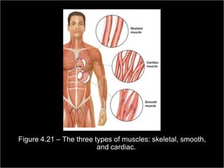 Figure 4.21 – The three types of muscles: skeletal, smooth,
                         and cardiac.
                                                         Copyright ©2009 by Pearson Education, Inc.
Medical Terminology: A Living Language, Fourth Edition       Upper Saddle River, New Jersey 07458
                                                                                           138
Bonnie F. Fremgen and Suzanne S. Frucht                                          All rights reserved.
 