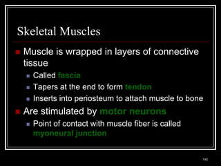 Skeletal Muscles
    Muscle is wrapped in layers of connective
     tissue
          Called fascia
          Tapers at the end to form tendon
          Inserts into periosteum to attach muscle to bone
    Are stimulated by motor neurons
          Point of contact with muscle fiber is called
           myoneural junction

    Medical Terminology: A Living Language, Fourth Edition
                                                             140
    Bonnie F. Fremgen and Suzanne S. Frucht
 